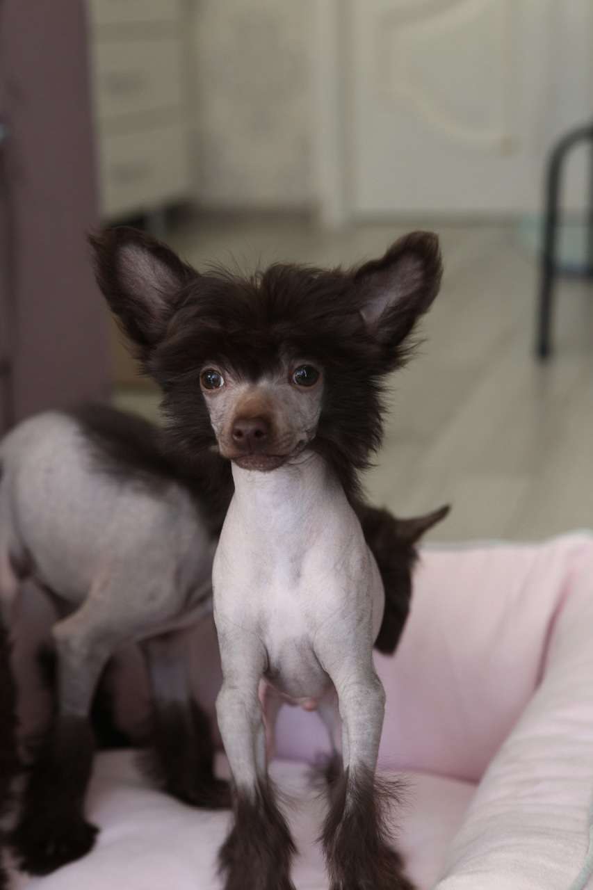 Pride of the night Tinkerbell