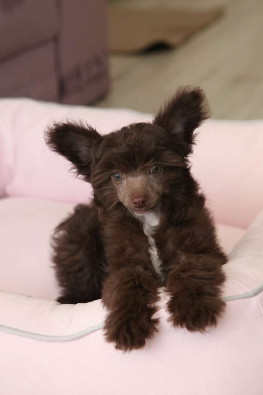 Pride of the night Tiny