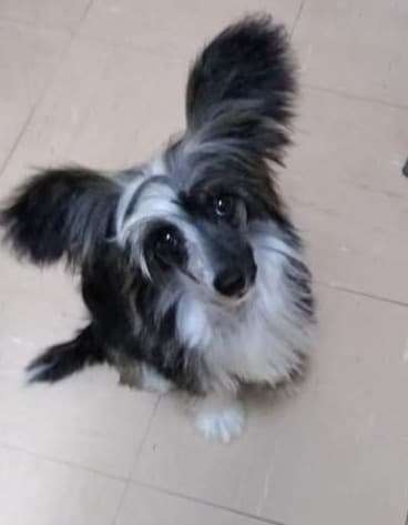 Bryelis Maid in Scotland for Annamac