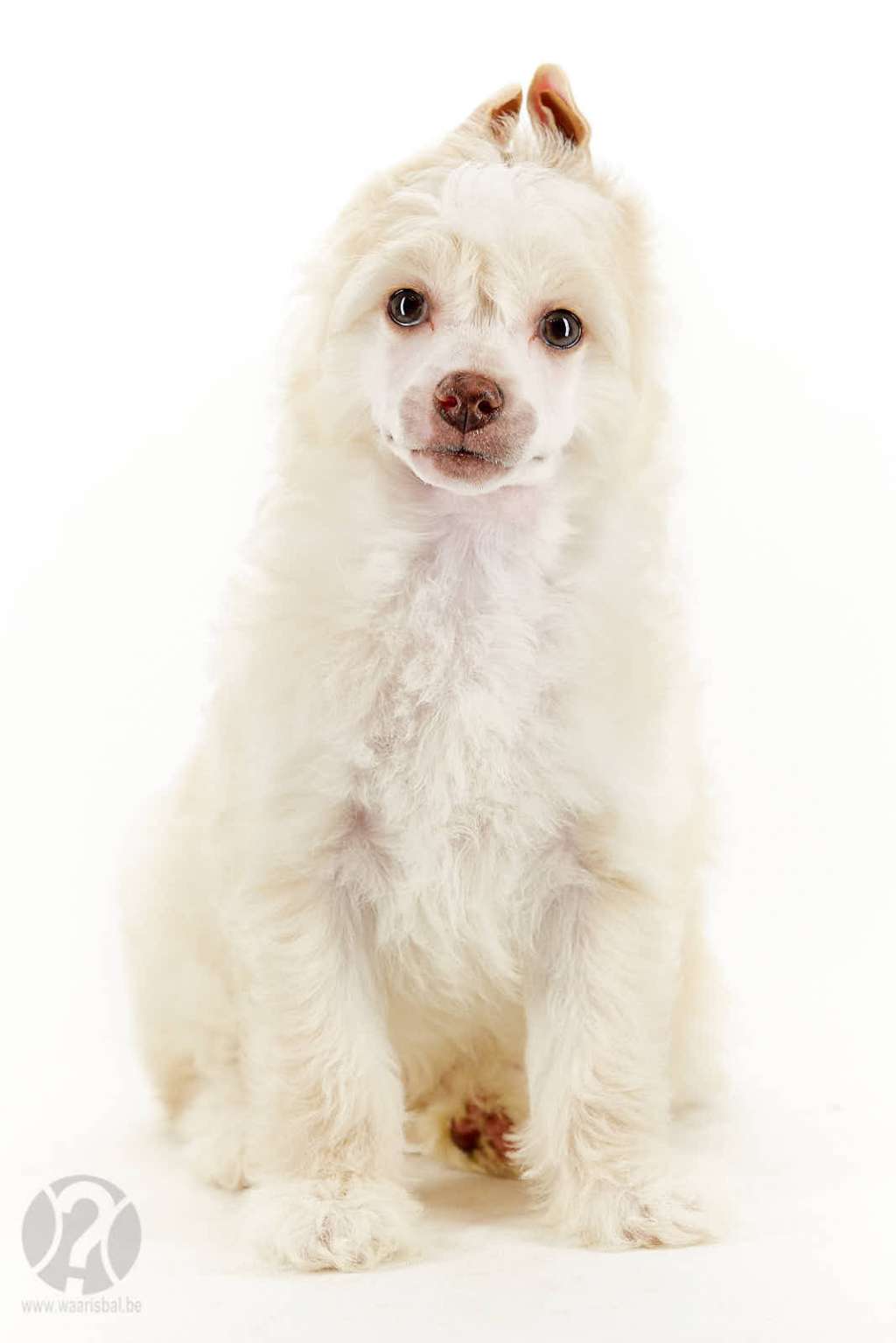 Stranger In The Night Of Miracle Legacy