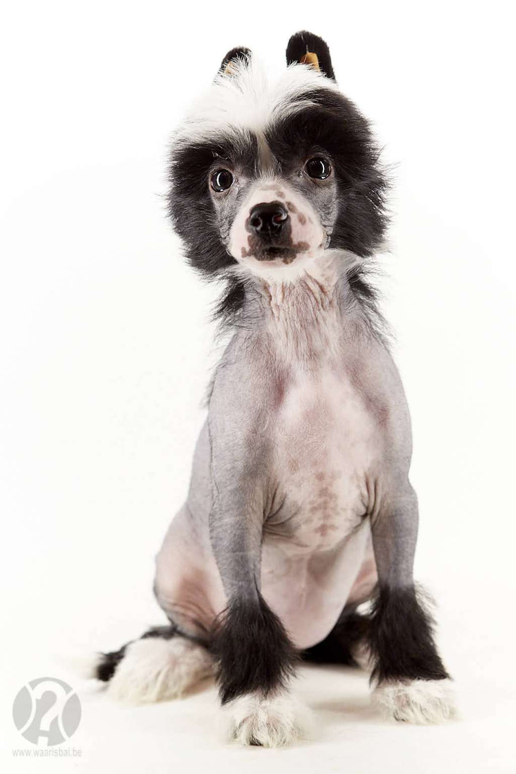 Surprise from Heaven of Miracle Legacy