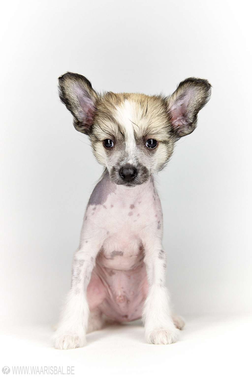 Survived it all of Miracle Legacy