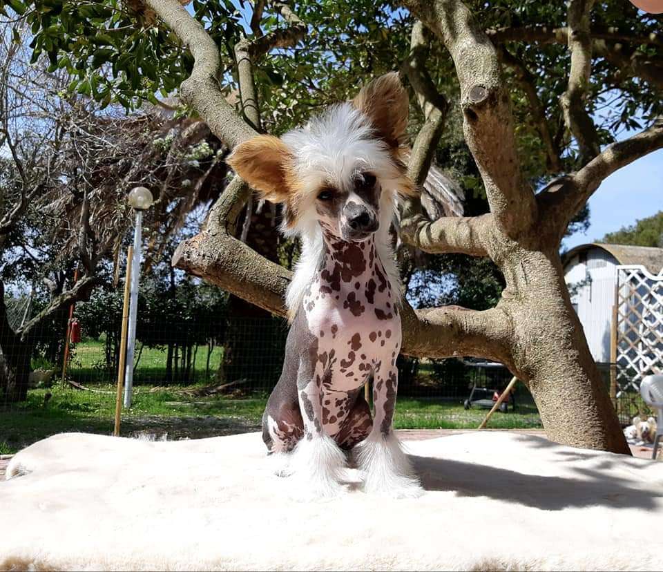 Touch Beauty Shadow Of Your Love