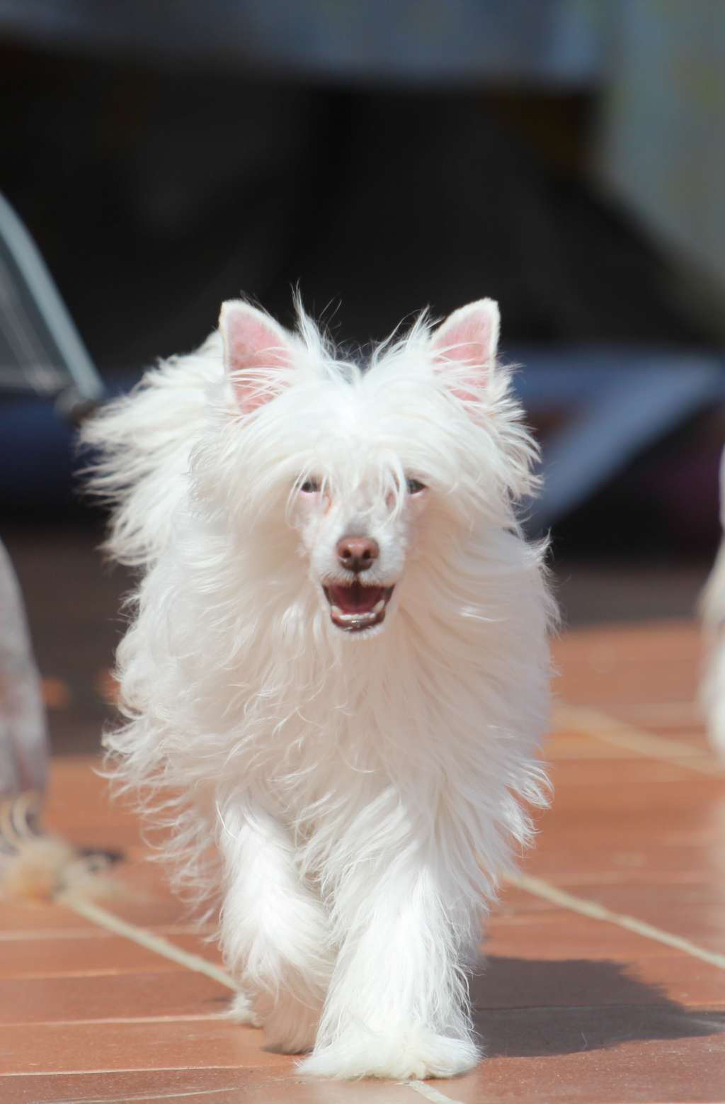 KhanLu M Boogie-woogie Magic Follet