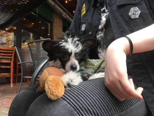 Shaw's Puppy Einstein