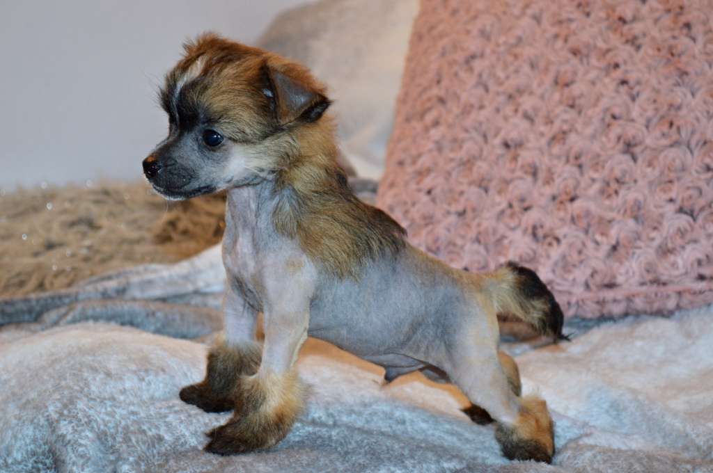 Oliver Twist z Andelovy dlane