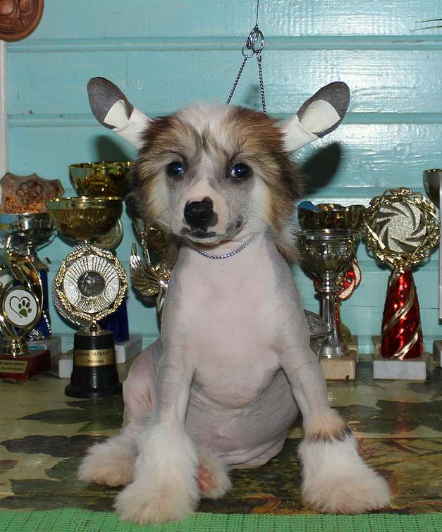 Angel O Check Yaroslavna