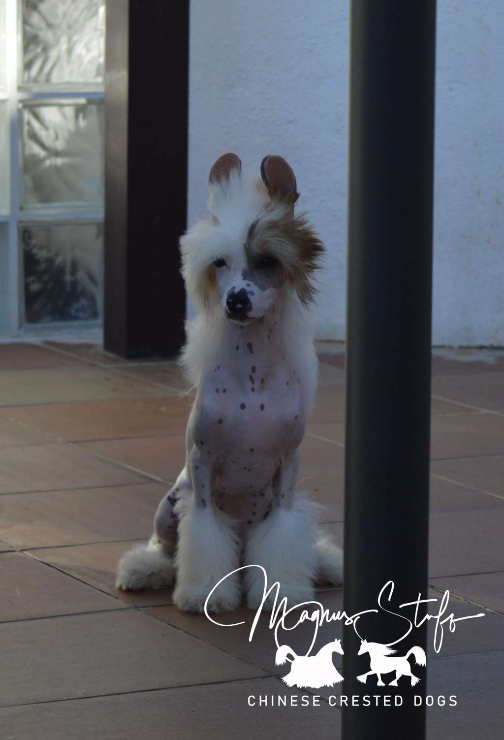 Magnus Staff Dolce Far Niente