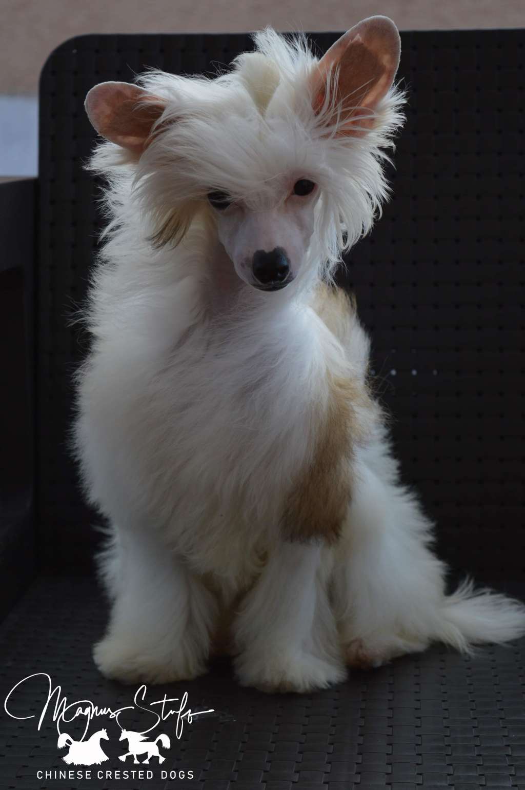 Magnus Staff Dorma Nessum