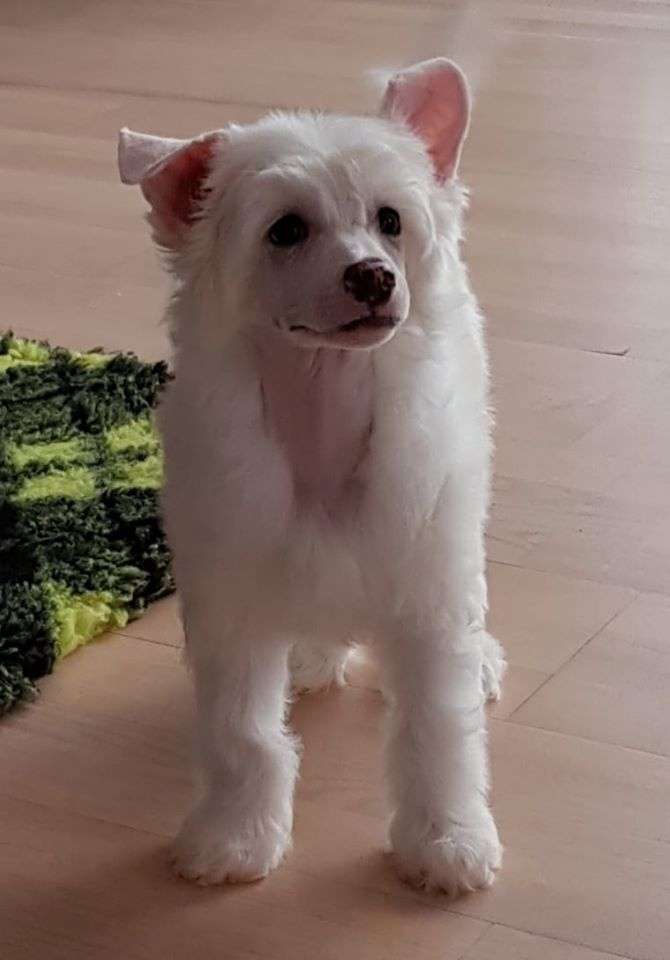 Escape From  Paradise Gambitas