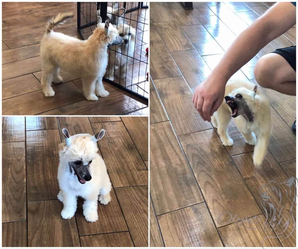 Olyuti's Beauty in Velvet Suit