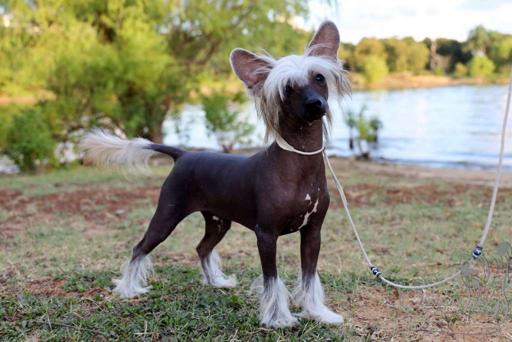 Olyuti's Blaze of Joy