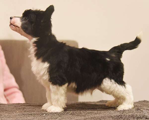 Jean Dark Told You So