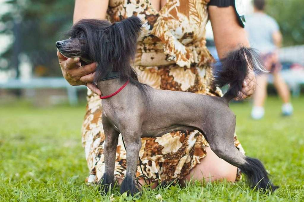 Fauzia Jumana Fenya Fleur Delamour