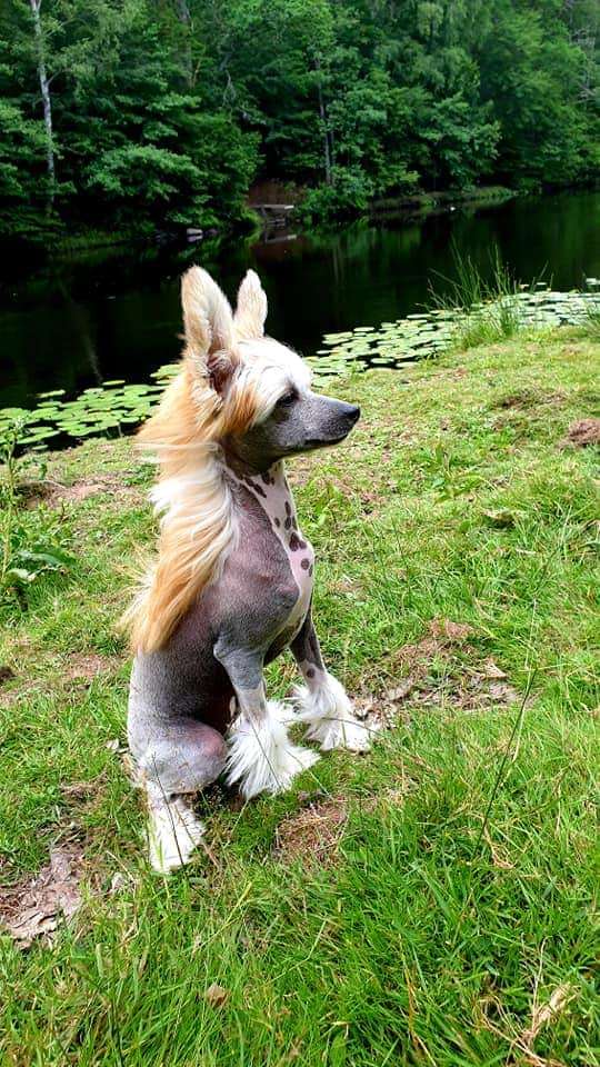 ChinoPata's Preferred Naked