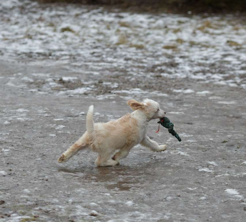 HitLine Ltd Central Player