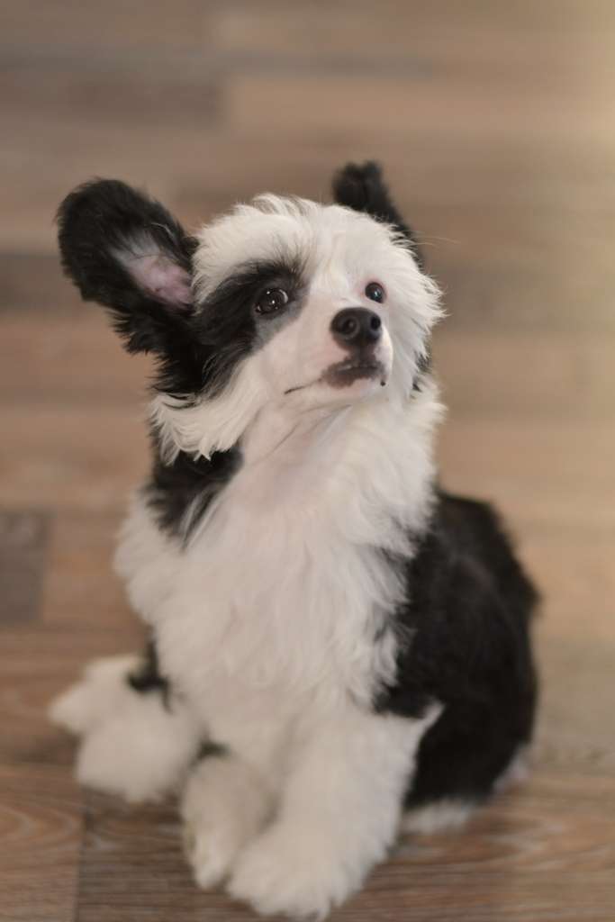 HitLine Ltd Celebration of Soul