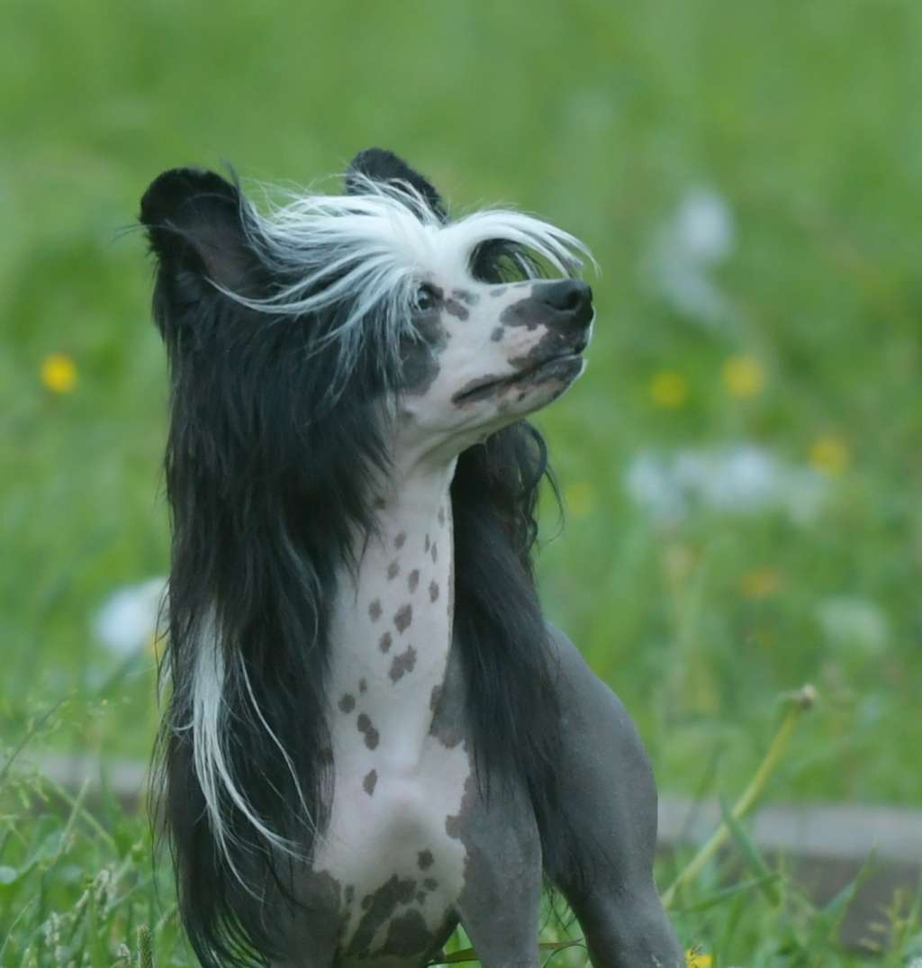 HitLine Ltd Create a Dream