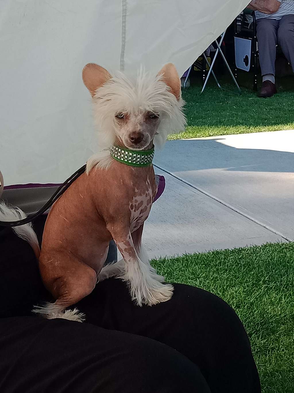 Nobul Starry Starry Night