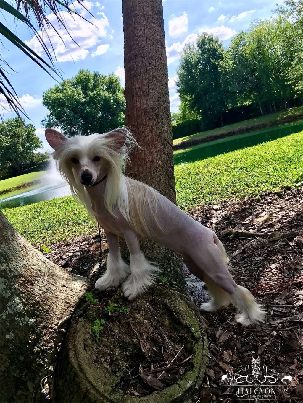 Orient Treasure Heybett