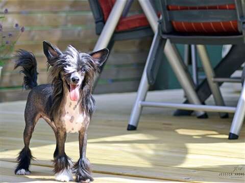 Proud Pony Walk This Way