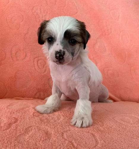 Proud Pony Xclusive Power