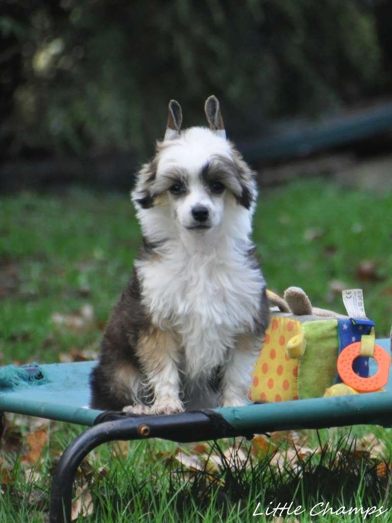 Pallas Little Champs