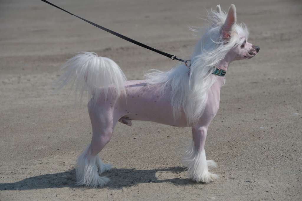 Pinky Twinky Yankee Doodle