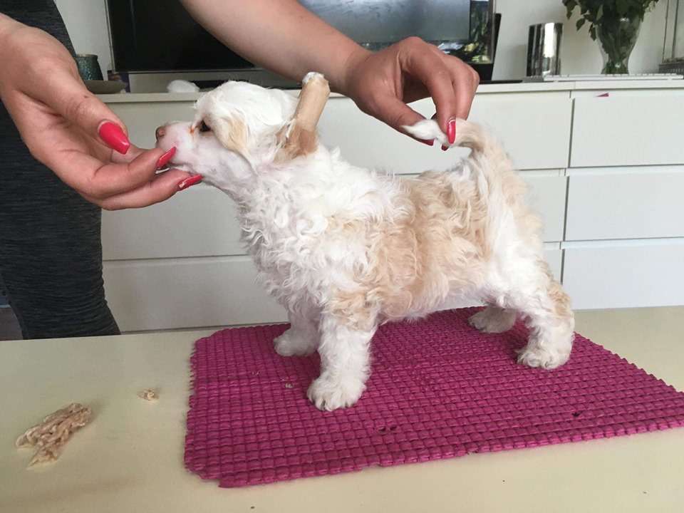 Concilio Remember The Titans