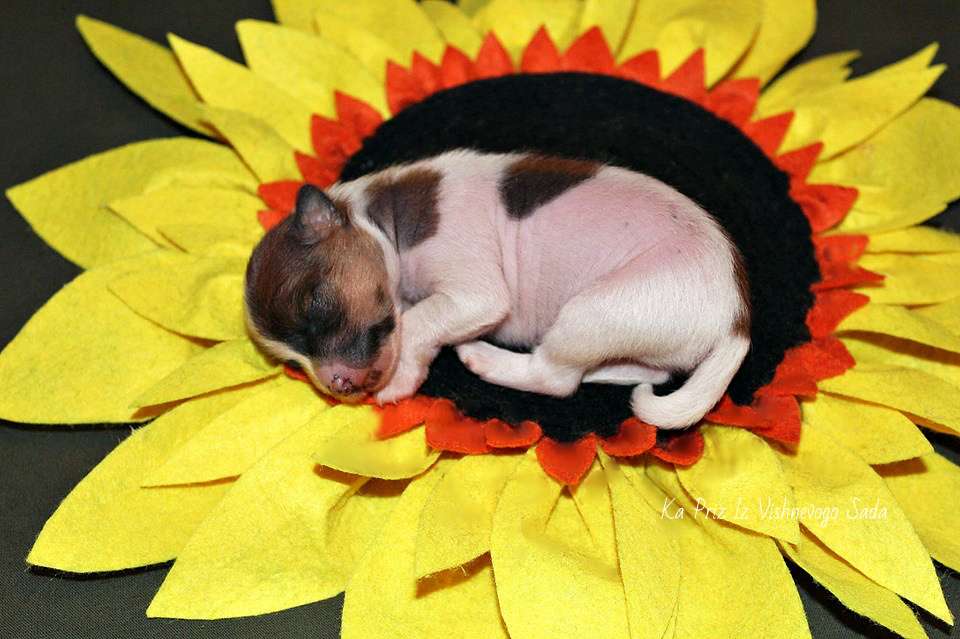 Ka Priz Iz Vishnyovogo Sada