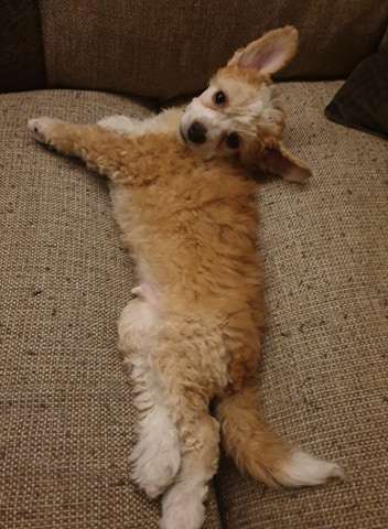 Ridgecrest's Mad Bad Boy