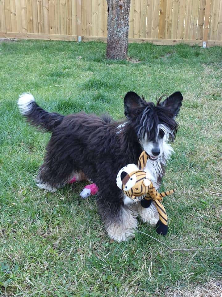 Ridgecrest's Pretty Love