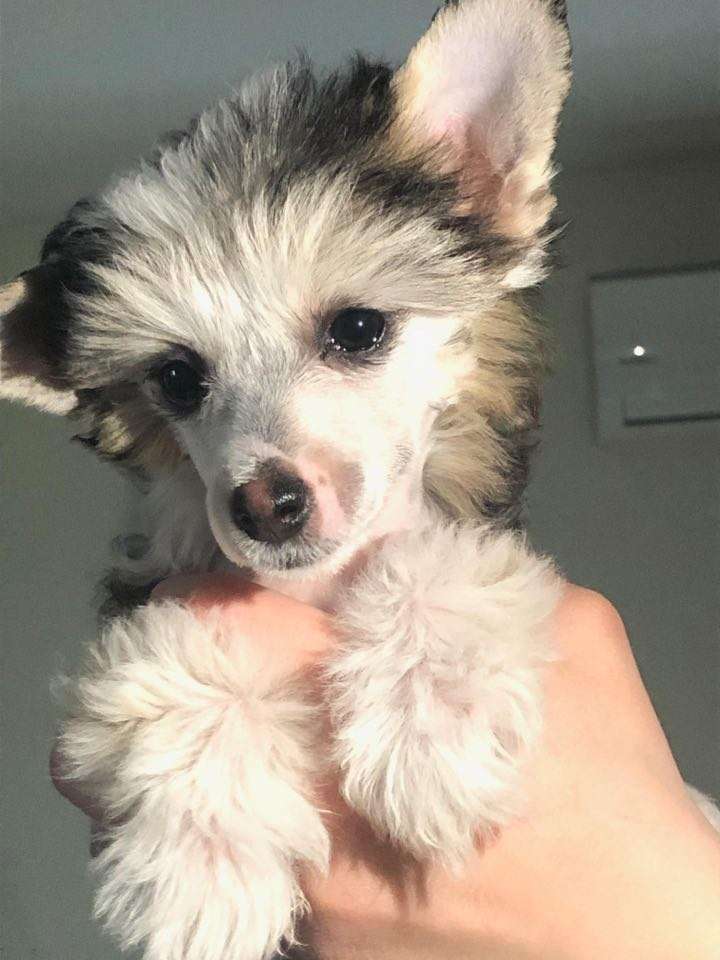 Ridgecrest's Princess Pretty Heart