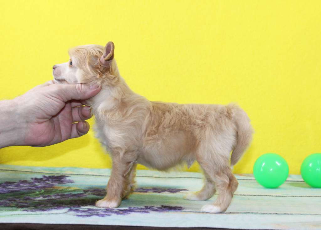 Charuyuschiy Soblazn Rover Ray of sunshine