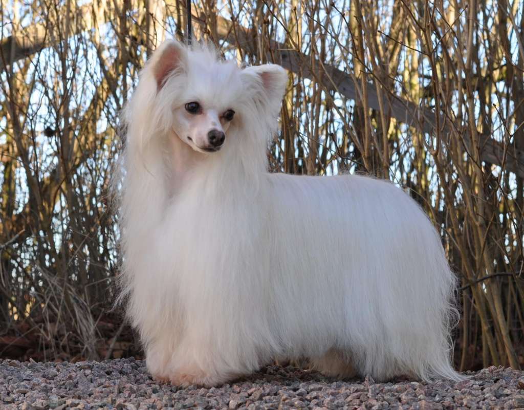 Speechless Miss Showstopper