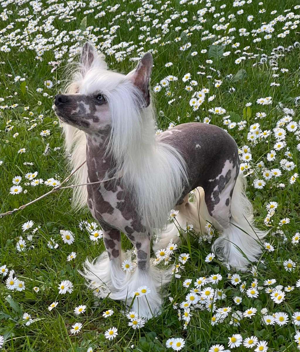 Diluna's Beauty Queen