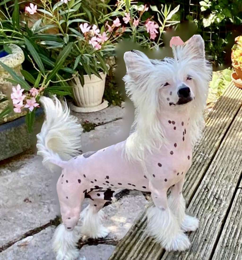 Miniatura Club Pegas