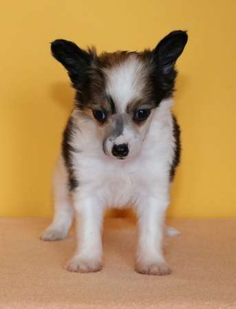 Dahlia powder Ankadi