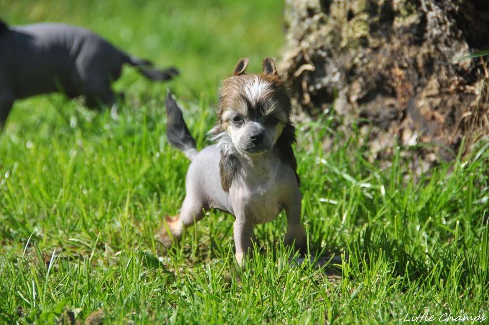 R'France Little Champs