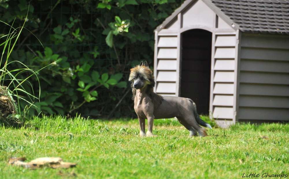 Rhapsodie Little Champs