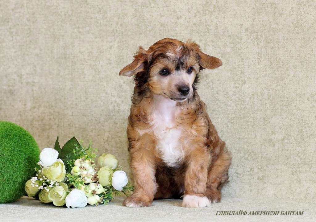 Glenlife American Bantam