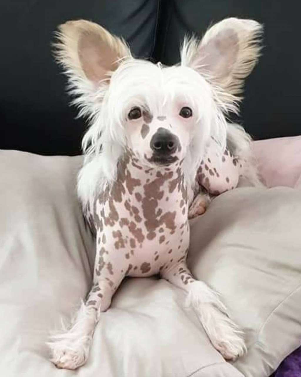 Angelcrest Cherry Pie