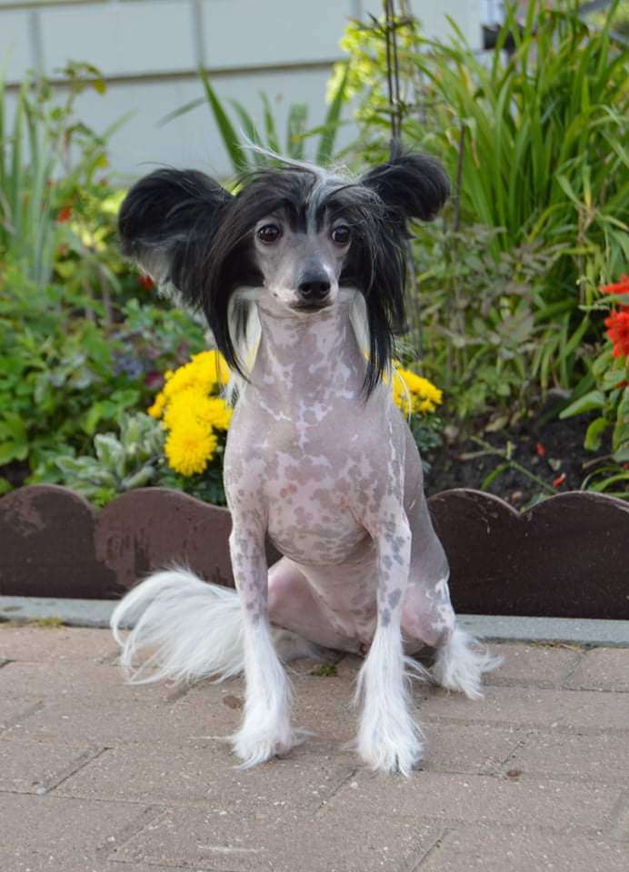 Del Terro Perros  Astrid Power