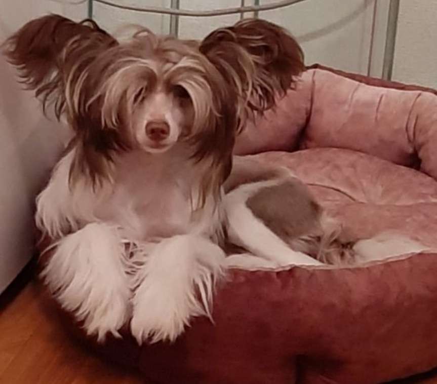 Del Terro Perros Arabica Dreams