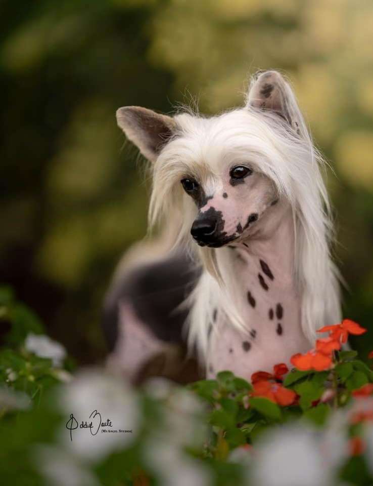 Taja the Devil wears Nada