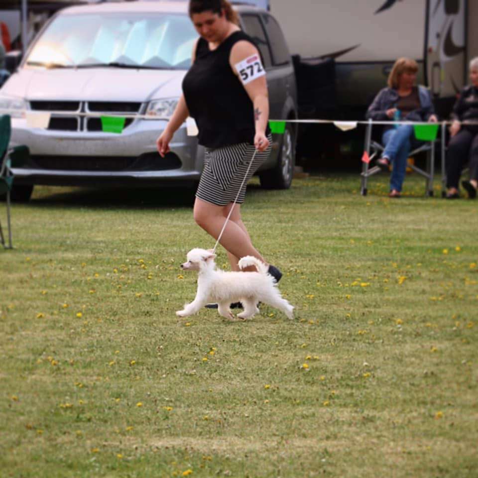 Taja Viva La Vivienne