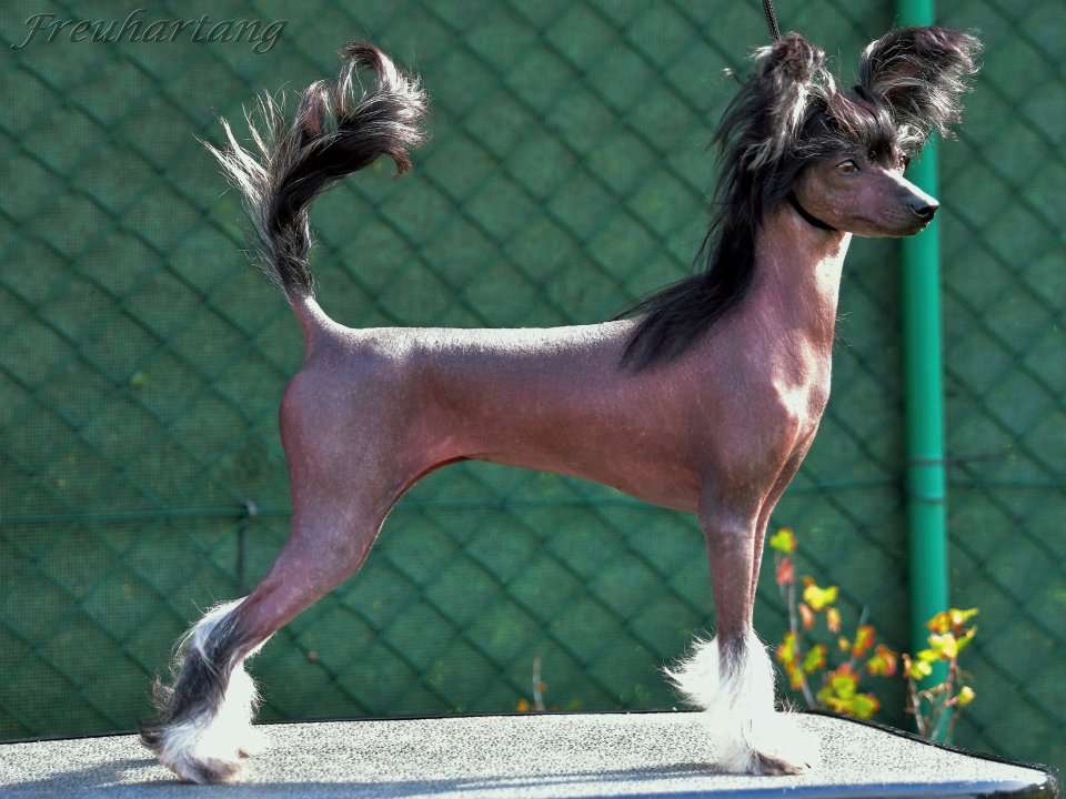 Gamma di Papa Freuhartang