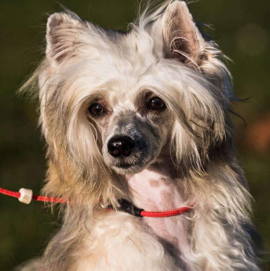 Glorious Gargamellus Freuhartang