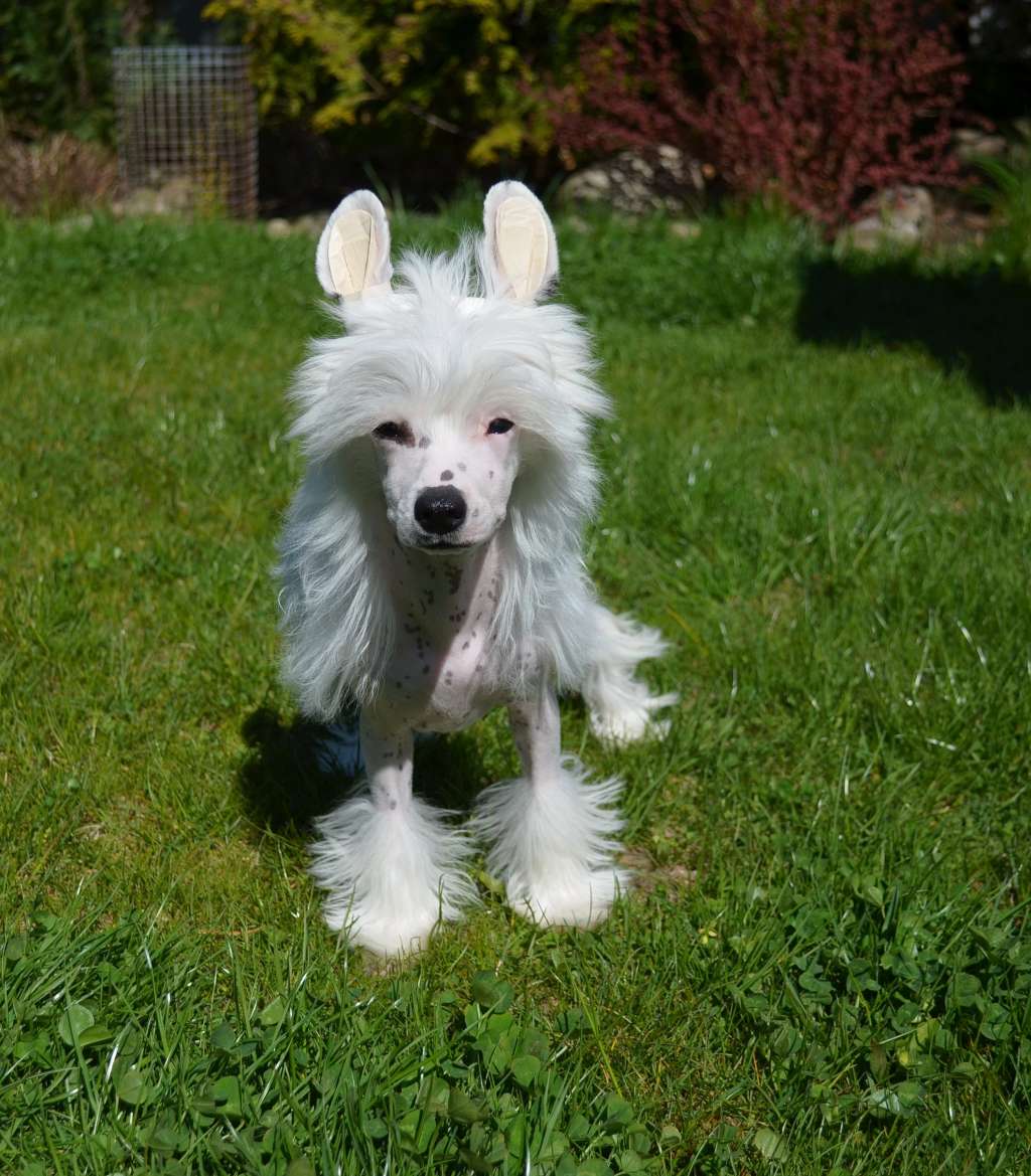 Etno Spirit  Just a Queen