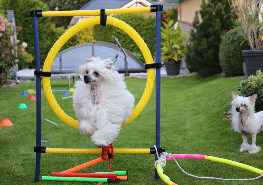 Solino's Up to the Moon